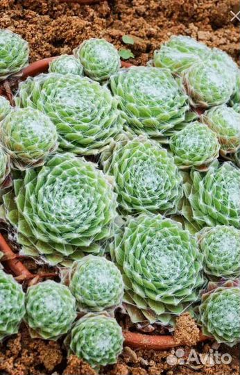 Почвопокровные растения для сада