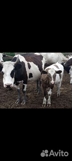 Корова с теленком