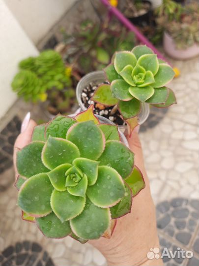 Эониумы, эхеверии