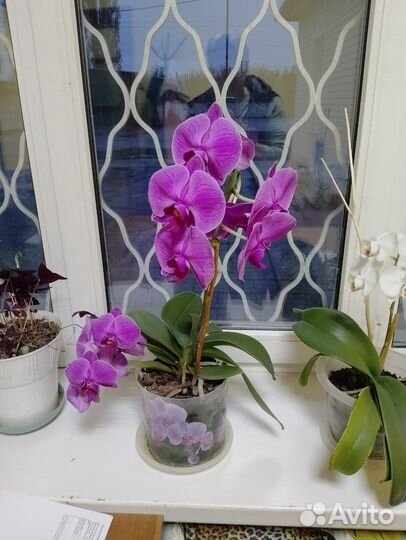 Орхидея дендробиум