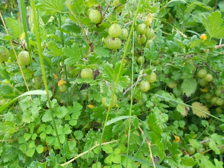 Участок 6 сот. (ИЖС)