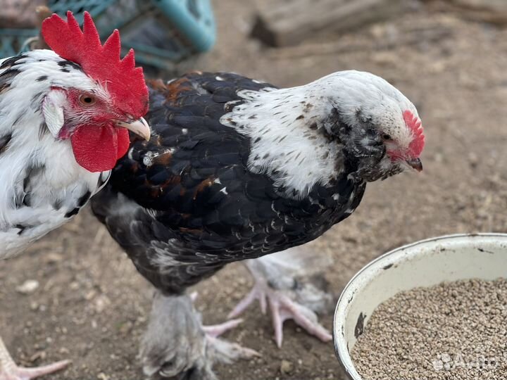 Куры и петухи