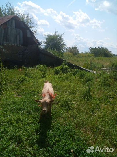 Козел 1.5 года коза дойная и козочка 1.5 года