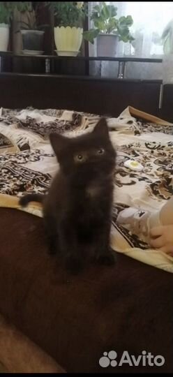 Котенок