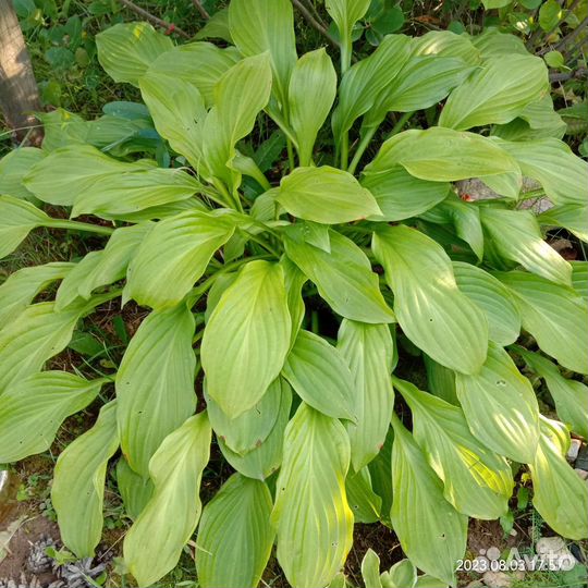 Хоста многолетники для сада