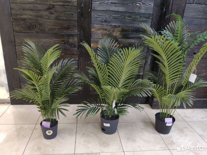 Пальма искусственная Ховея Кентия