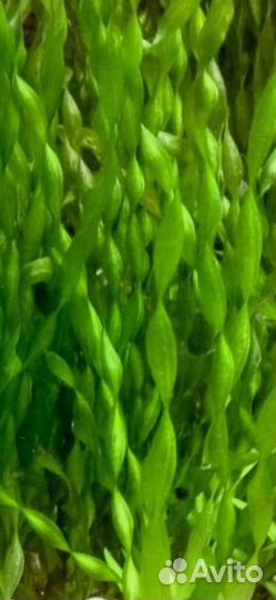 Аквариумные рыбы