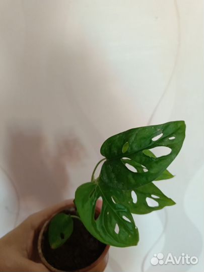 В Наличии агланемы,Монстеры