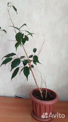 Фикус бенджамина