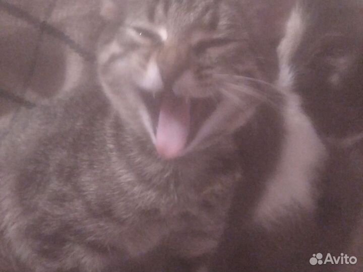 Кошечка 3 мес