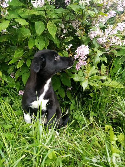 Маленькая Ласточка в дар