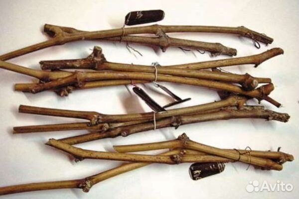 Черенки (Чубуки) винограда. Сорт 