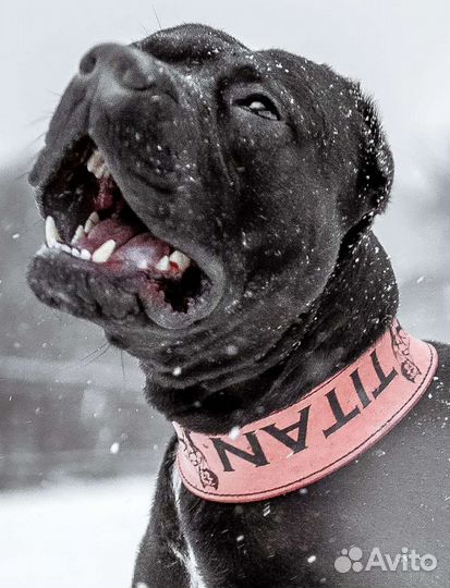 Щенки питбуля