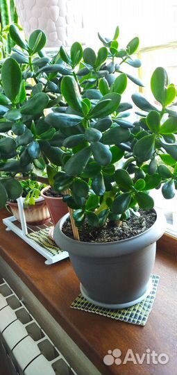 Цветы домашние в горшках