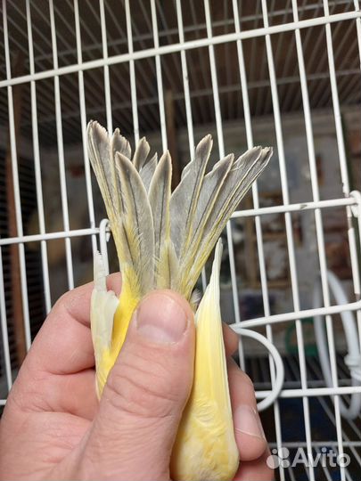 Канарейки овсяночного напева