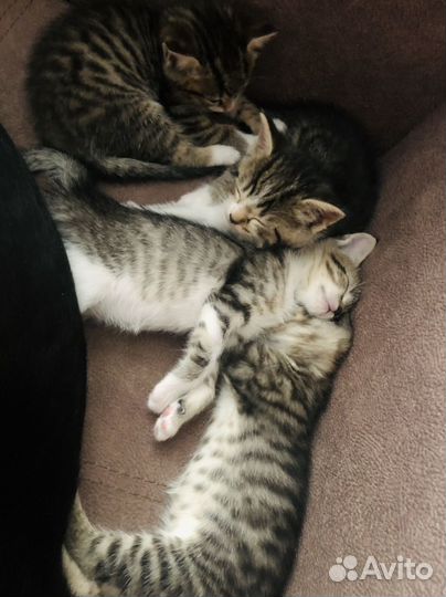 Котята бесплатно