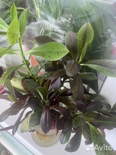 Синадениум