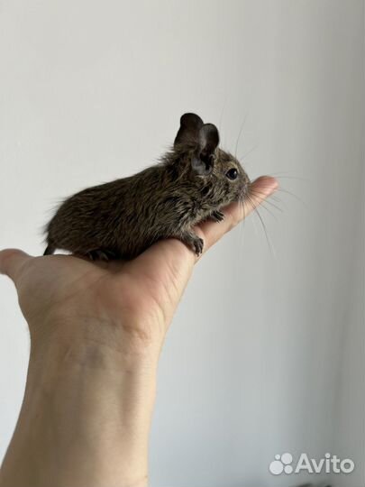 Белки дегу, два мальчика 2 месяца в хорошие руки