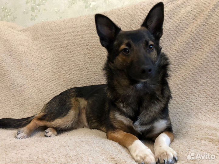 Маленькая собака в добрые руки