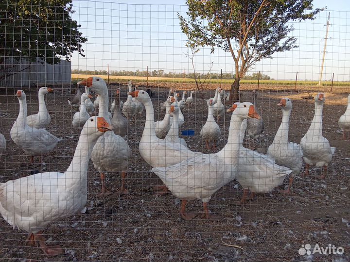 Гуси Линда живым весом