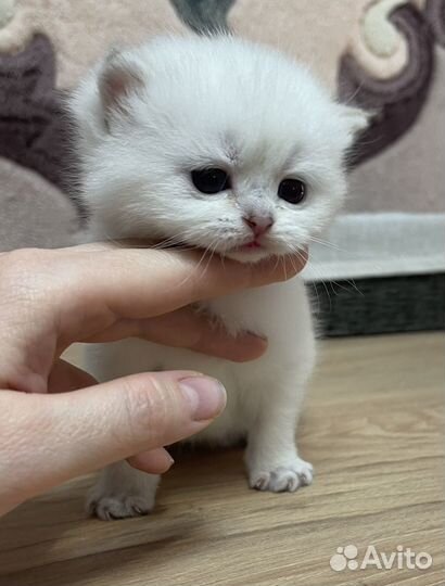 Британские котята