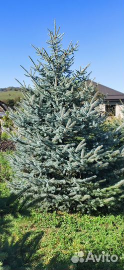 Ель голубая