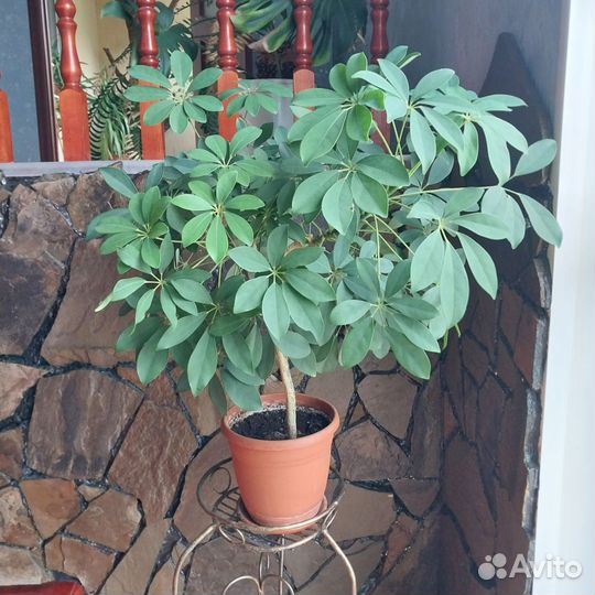 Комнатные растения цветы