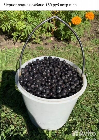 Черноплодная рябина ягоды