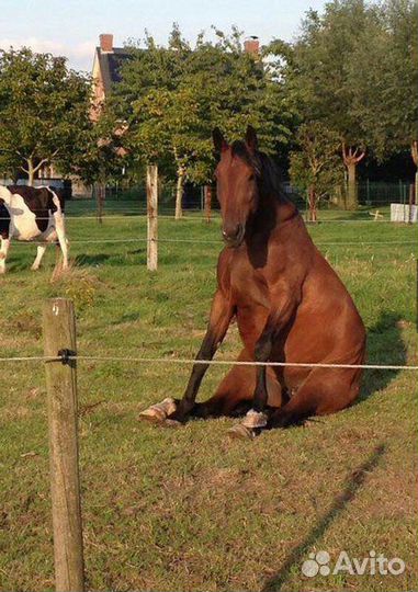 Навоз, перегной конский в мешках