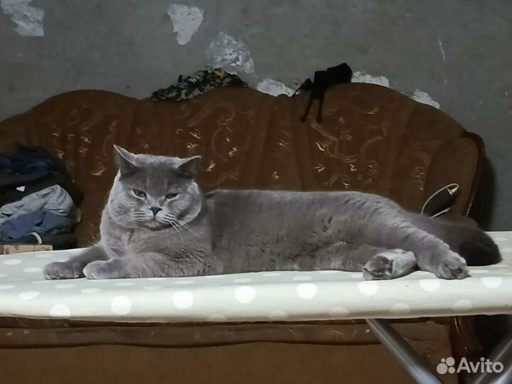 Британский кот
