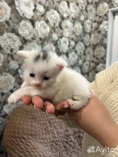 Метисы британской кошечки