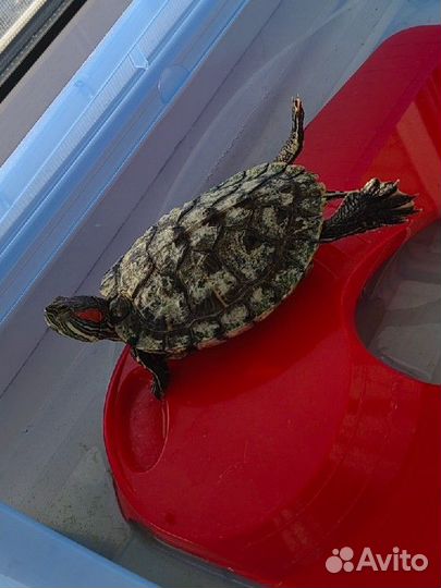 Красноухая черепаха с аквариумом