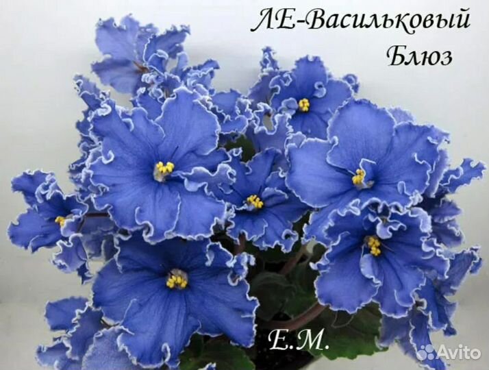 Детки сортовых фиалок