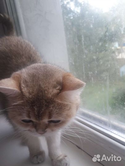 Кошки в добрые руки