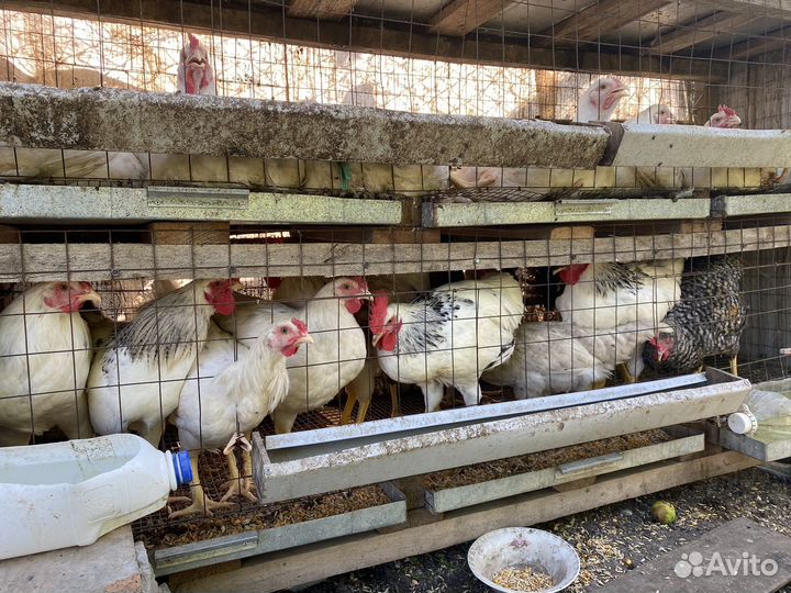 Куры несушки