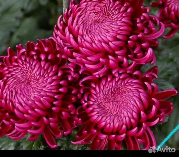 Хризантема одноголовая