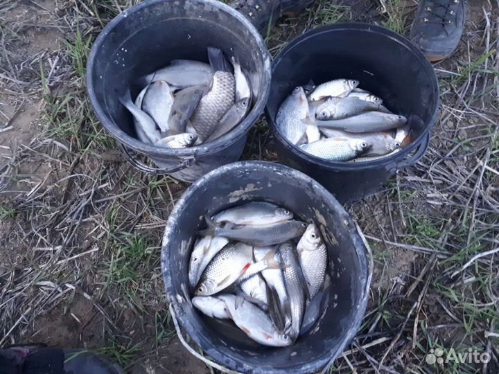 Черви для рыбалки (из компостной ямы)