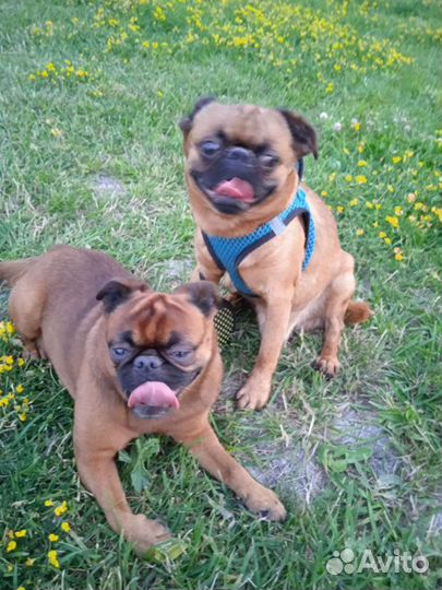 Няня для собаки (передержка)