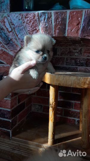 Померанский шпиц