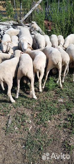 Овцы бараны ягнята