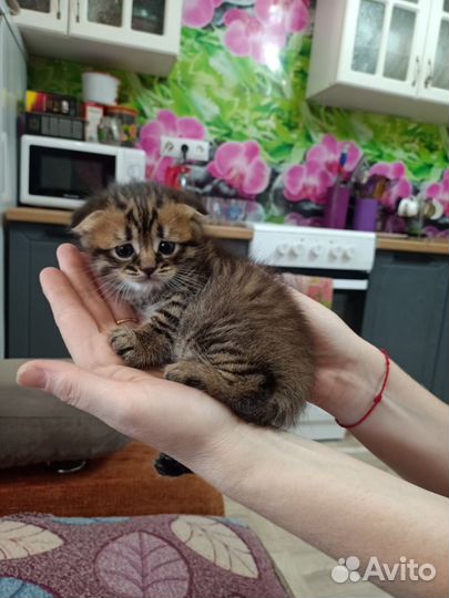 Кошка в дар бесплатно