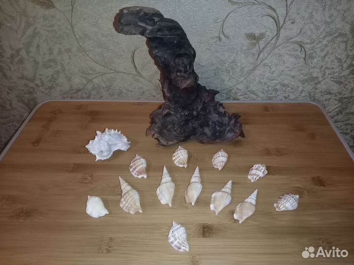Коряга и ракушки для аквариума