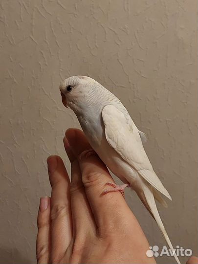 Волнистый попугай чех получех карелла ручной
