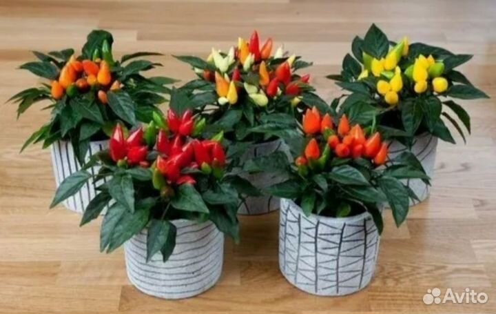 Перец комнатный острый