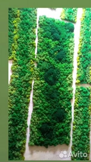 Озеленение стаб мхом