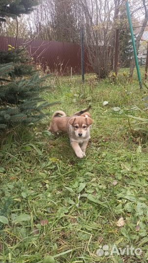 Щенок бесплатно