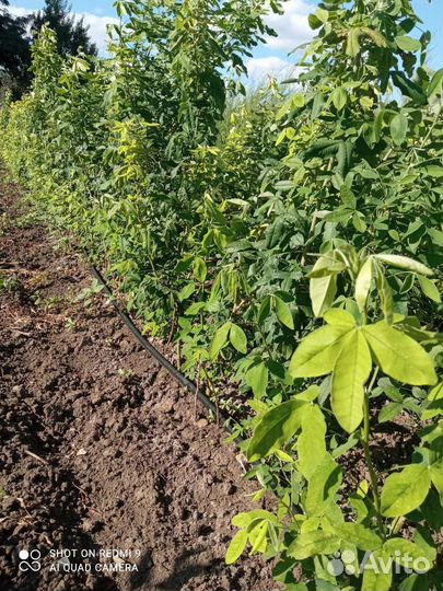 Саженцы бобовника