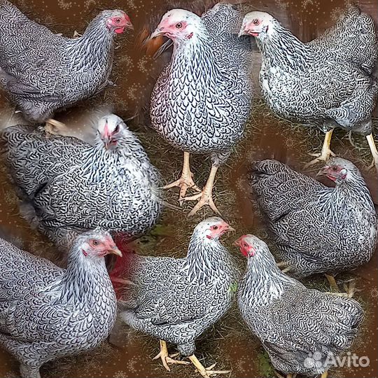 Цыплята виандот