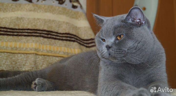 Британский кот для кошечки