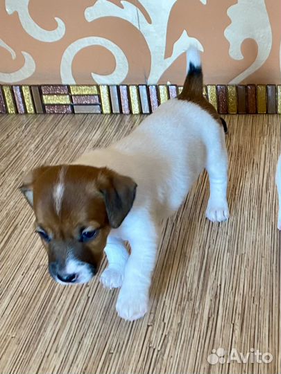 Джек Рассел терьер
